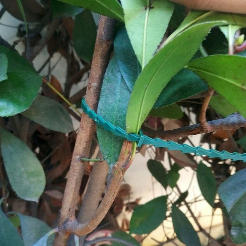 50個入り 調整可能なプラスチック製植物用ケーブルタイ 再利 - Vine Climbing Plastic のレビューと価格